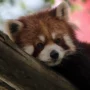 Panda Merah Lebih Tua dari Giant Panda, Statusnya "Endangered"