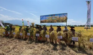 PJ Gubernur Jawa Barat Datangi Kegiatan Panen Raya Padi Untuk Tingkatkan Produktivitas di Tengah Kekeringan. Foto Agi Jabar Ekspres