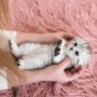 Link Tes Pecinta Kucing, Jadi Setahu Apa Kamu Tentang Kucing?