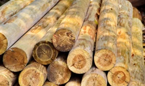 Kayu Jati Lebih Mahal Dibandingkan Dengan Kayu Lain, Ketahui Alasannya!