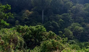 Proses Pemadaman Kebakaran Lahan Gunung Jayanti Terkendali