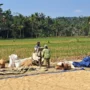Dampak Kekeringan, 108 Hektare Tanaman Padi di Tiga Kecamatan di Ciamis Jawa Barat Gagal Panen