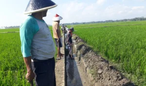 Petani di Kota Banjar, Jawa Barat menormalisasi saluran air untuk mengairi sawah mereka pada musim kemarau ini.