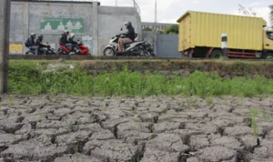 Dampak Kemarau Disertai El Nino Makin Meluas, 2 Ribu Hektare Lahan di Kabupaten Bandung Terancam Gagal Panen