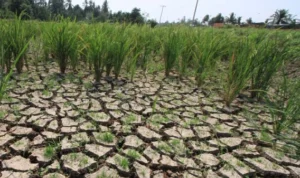 Musim Kemarau 2023, Bulan Ke-7 Tanpa Hujan