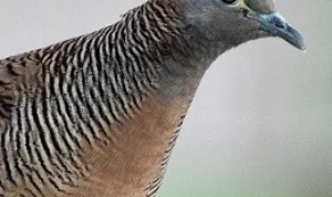 Pelihara Burung Perkutut Katuranggan Banyu Panguripan Bisa Membawa Keharmonisan Keluarga? Berikut faktanya Fakta dan Mitos Burung Perkutut Katuranggan Banyu Panguripan