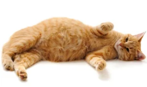 Tanda-Tanda Dan Tips Saat Kucing Akan Melahirkan