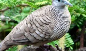 Mitos Menarik Burung Perkutut legendaris Katuranggan Jogo Boyo