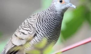 Mitos Burung Perkutut Katuranggan, Bukan Hanya Kicauan, Tapi Juga mengundang Keberuntungan! Mitos burung perkutut katuranggan
