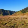 Para Wisatawan Bisa Kembali Mengunjungi Bromo Pascakebakaran Hutan