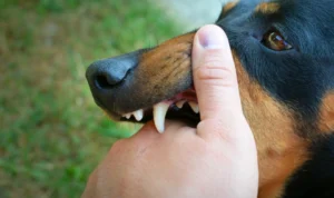 Kenali 7 Ciri-Ciri Hewan yang Terinfeksi Rabies Kenali 7 Ciri-Ciri Hewan yang Terinfeksi Rabies