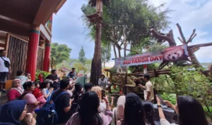 International Red Panda Day 2023, Taman Safari Bogor Galang Kampanye Pelestarian Panda Merah!