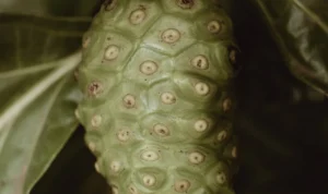 Manfaat Buah Mengkudu, Ternyata Ada untuk Kecantikan!