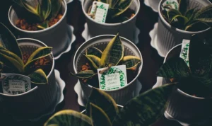 5 Tanaman yang Cantik untuk Menghias Ruangan