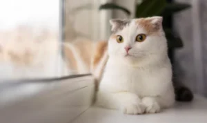 VIRAL 3 Wanita Cekoki Miras ke Kucing Viral di Medsos, Begini Kronologinya