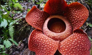 Habitat Flora Bunga Rafflesia di Ambang Kepunahan Akibat Ulah Manusia