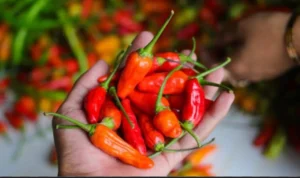 Pecinta Pedas Jangan Khawatir, Karena Cabe Memilki Banyak Manfaat bagi Kesehatan