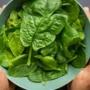 manfaat sayur bayam