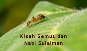 Kisah Nabi Sulaiman dan Semut yang Berdoa Meminta Hujan Kisah Nabi Sulaiman dan Semut yang Berdoa Meminta Hujan