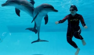 Rasakan Sensasi Seru Swimming With Dolphin di Taman Safari Bogor, Segini Tarifnya! Rasakan Sensasi Seru Swimming With Dolphin di Taman Safari Bogor