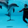 Rasakan Sensasi Seru Swimming With Dolphin di Taman Safari Bogor