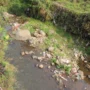 DlH Tutup Mata Pencemaran Sungai Ciesek, PMBS Minta Pelaku Pembuang Limbah Disanksi