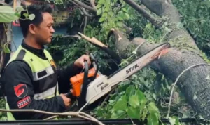 Antisipasi Pohon Tumbang di Musim Pancaroba, DLH Cimahi Lakukan Ini Pohon Tumbang Akibat H ujan Deras Disertai Angin Kencang (Firman)