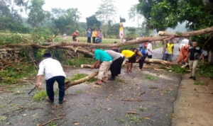 Pohon tumbang akibat cuaca ekstrem di kampung kebon muncang, Rt 02/ Rw 03, Desa Lebaksari, kecamatan Parakansalak Kabupaten Sukabumi. Dok BPBD Kabupaten Sukabumi.
