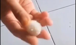 VIRAL vdieo beras plastik yang dibeli dari pasar murah di Binjai. (itangkapan layar Tiktok @ikhsanfarera)
