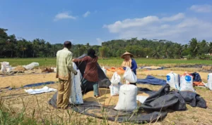 Bulog Ciamis Ungkap Sulit Serap Beras Petani, Ini Alasannya! Petani di Kecamatan Rancah Kabupaten Ciamis Jawa Barat saat panen padi baru-baru ini. Sementara Perum Bulog kesulitan menyerap beras petani karena jumlah produksi menurun dan harga beras di petani mahal. (FOTO:CECEP HERDI/JABAREKSPRES)