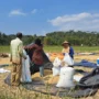 Bulog Ciamis Ungkap Sulit Serap Beras Petani, Ini Alasannya! Petani di Kecamatan Rancah Kabupaten Ciamis Jawa Barat saat panen padi baru-baru ini. Sementara Perum Bulog kesulitan menyerap beras petani karena jumlah produksi menurun dan harga beras di petani mahal. (FOTO:CECEP HERDI/JABAREKSPRES)