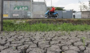 Banyak Petani Gagal Panen, Pemprov Jabar Ganti Rugi Ist. Lahan pertanian tengah dilanda kekeringan. Foto. Pandu Muslim Jabar Ekspres.