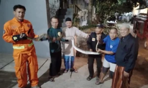 Ular Sanca Sepanjang 2,8 Meter Masuk Rumah Gegerkan Warga Cimahi Utara Ular Sanca Sepanjang 2,8 Meter Masuk Rumah Gegerkan Warga Cimahi Utara