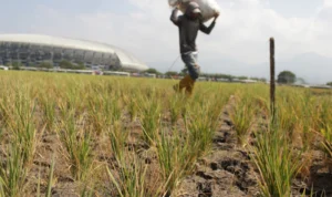 Potensi kekeringan masih menghantui Kota Bandung akibat curah hujan tinggi diprediksi terjadi pada awal tahun 2024.