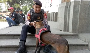 Dok. Anjing Belgian Melinois Bernama Stela Milik Dit Samapta Polda Jabar Dapat Deteksi Keberadaan Narkoba. Sabtu (7/10). Foto. Sandi Nugraha.Dok. Anjing Belgian Melinois Bernama Stela Milik Dit Samapta Polda Jabar Dapat Deteksi Keberadaan Narkoba. Sabtu (7/10). Foto. Sandi Nugraha.