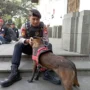 Dok. Anjing Belgian Melinois Bernama Stela Milik Dit Samapta Polda Jabar Dapat Deteksi Keberadaan Narkoba. Sabtu (7/10). Foto. Sandi Nugraha.Dok. Anjing Belgian Melinois Bernama Stela Milik Dit Samapta Polda Jabar Dapat Deteksi Keberadaan Narkoba. Sabtu (7/10). Foto. Sandi Nugraha.