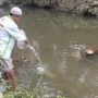 Penebaran benih ikan di Sungai Ciesek.