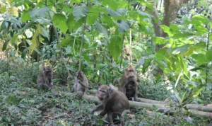 Monyet Liar Serang 2 Bocah di Depok Ilustrasi: Monyet liar di Kota Depok.