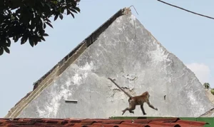 Seekor monyet liar memasuki pemukiman warga di Kelurahan Mekarjaya, Kecamatan Sukmajaya, Kota Depok (10/10).