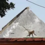 Seekor monyet liar memasuki pemukiman warga di Kelurahan Mekarjaya, Kecamatan Sukmajaya, Kota Depok (10/10).