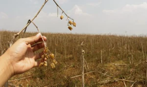 BMKG Sebut 60 Persen El Nino Berpotensi Melanda Kabupaten Bandung, Panas Terik Hantui Masyarakat