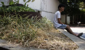 Sejumlah titik di kawasan Taman Cicendo, Kota Bandung tampak kering dan tidak terawat. (Pandu Muslim/Jabar Ekspres)