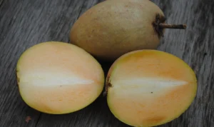 Miliki Rasa yang Manis, Ketahui Manfaat Konsumsi Buah Sawo! Miliki Rasa yang Manis, Ketahui Manfaat Konsumsi Buah Sawo!