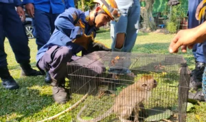 Masuki Pemukiman Warga, 25 Monyet Liar di Depok Dievakuasi Damkar Kota Depok berhasil mengamankan satu monyet liar yang masuk ke pemukiman warga.