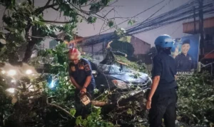 Sejumlah petugas BPBD Kota Bogor saat melakukan pemotongan batang pohon yang tumbang di Jalan Raya Tajur, Selasa (24/10) sore. (Yudha Prananda / Jabar Ekspres)