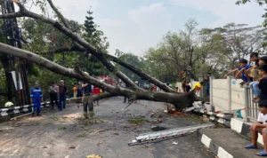 Pohon tumbang di kawasan Jembatan Cinta, Kelurahan Cigondewah Rahayu, Kecamatan Bandung Kulon, Kota Bandung, pada Rabu (25/10) kemarin.