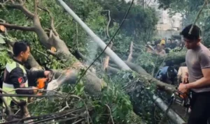 Evakuasi pohon tumbang akibat hujan deras disertai angin kencang di sejumlah wilayah Kota Cimahi.