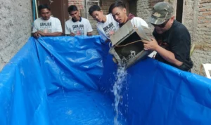 GMP Latih Warga Budi Daya Ikan Tawar untuk Penuhi Kebutuhan Pangan Sukarelawan Ganjar Muda Padjajaran (GMP) mengadakan pelatihan cara budi daya ikan lele dan hias bersama warga yang berada di Jalan Karya Bhakti, Kampung Sukerduwur Kalijaga, Kecamatan Harjamukti, Kota Cirebon, Selasa 31 Oktober 2023.