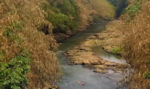 Kemarau Terparah dalam Sejarah Depok, Kali Ciliwung Kering!