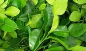 manfaat daun jeruk
